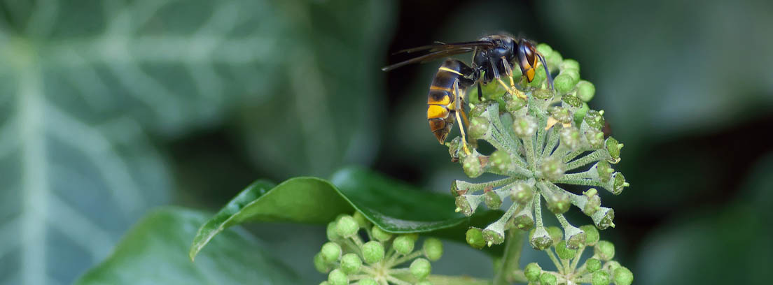 Avispa velutina posada sobre una planta de hojas verdes.