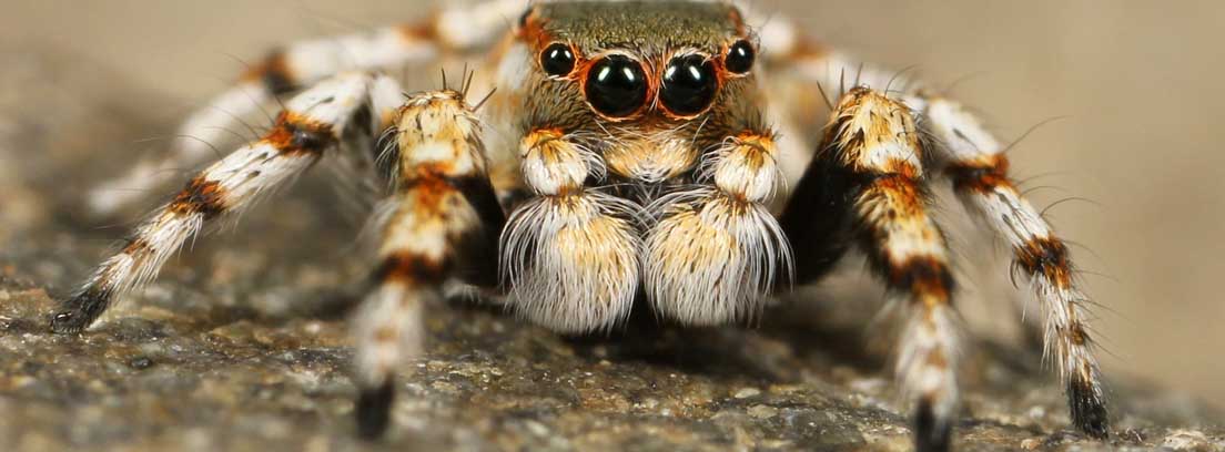 Araña de frente con ojos abiertos negros y paras peludas extendidas.