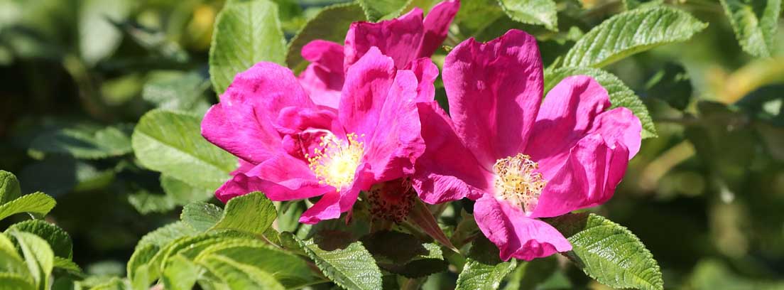 Flores de color rosa de planta de rosa mosqueta Flores de color rosa de planta de rosa mosqueta