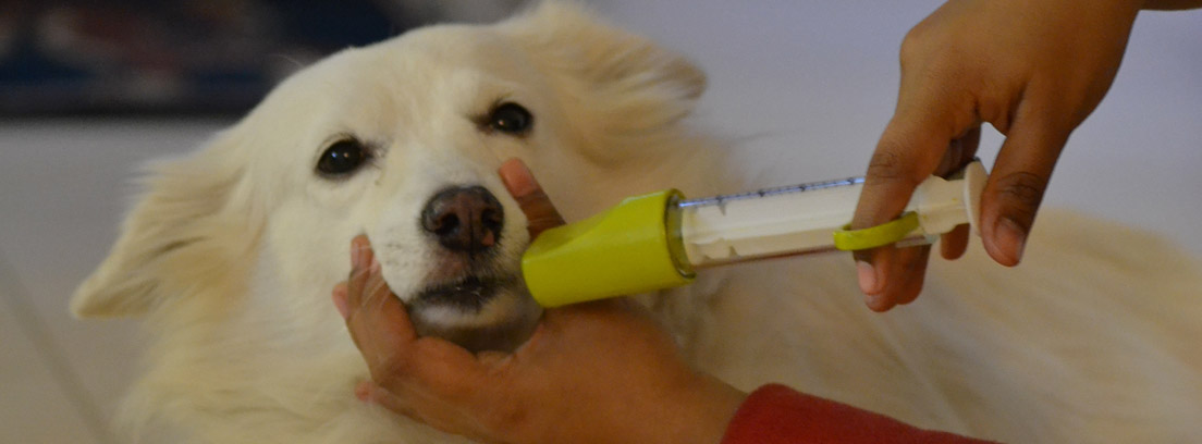 Manos con una jeringa administrando una medicina líquida a un perro