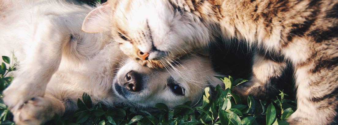 perro y gato jugando