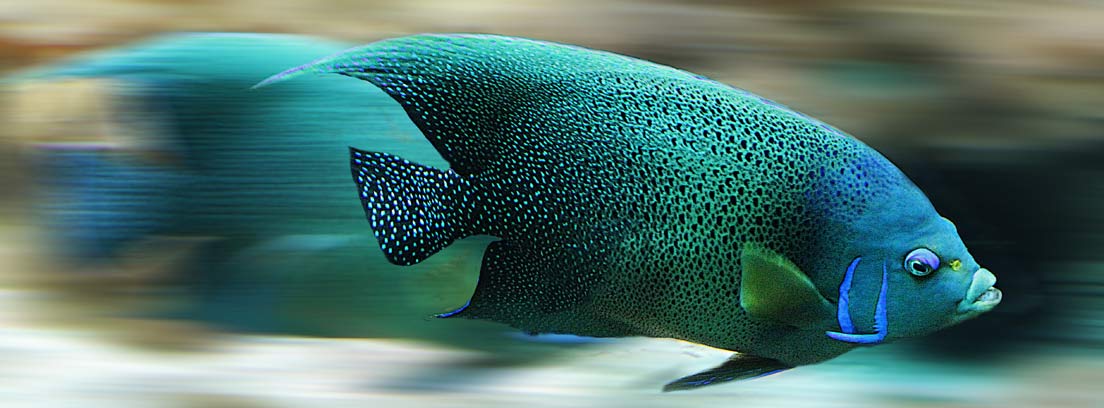 Pez azul en un acuario con efecto de velocidad