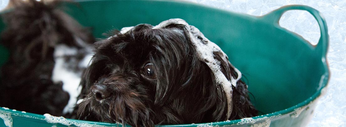 Perro dentro de un barreño con espuma de un champú antiparásitos para mascotas