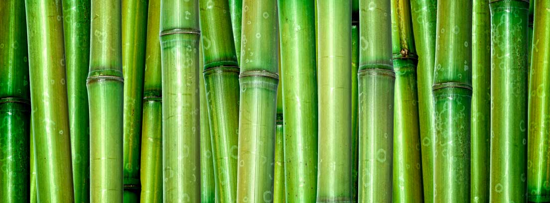 varias cañas de bambú verdes