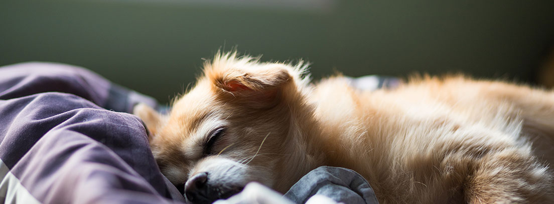 Perro de color marrón claro con ojos cerrados tumbado sobre una cama