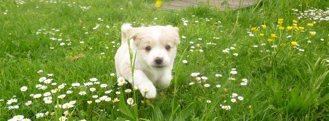 Cachorro corriendo en el césped 