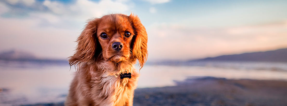 Perro solo en una playa