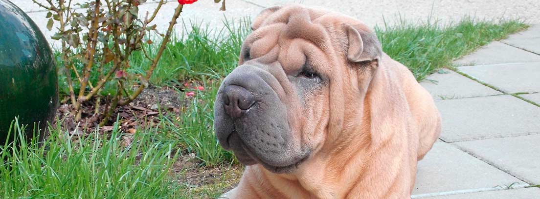 Shar Pei en la calle