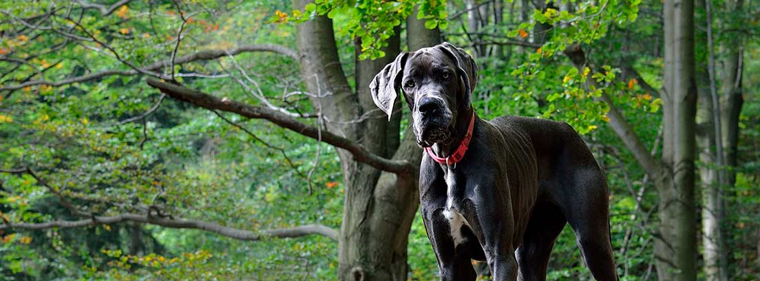 Gran danés negro en el bosque