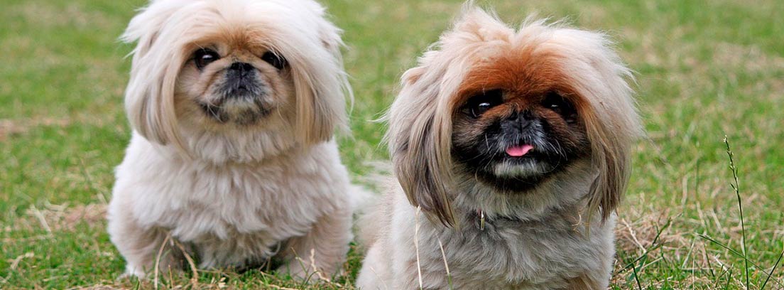 Dos perros pekineses en la hierba
