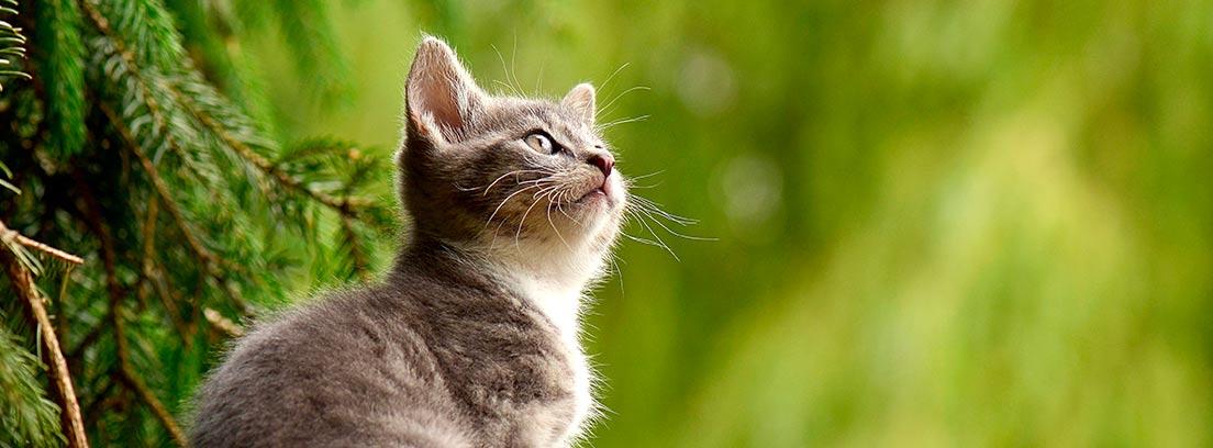 Gato sentado mirando al cielo