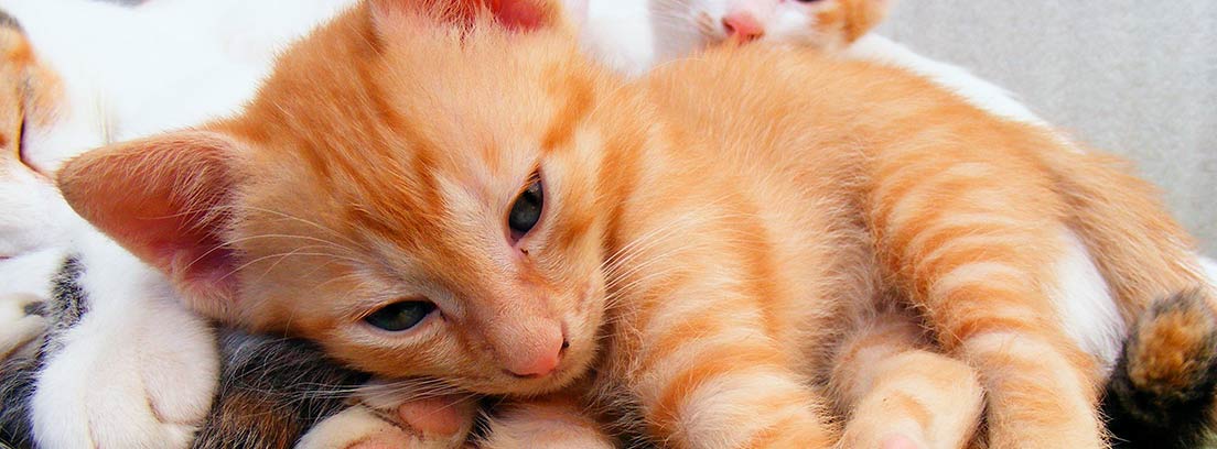 Cachorro de gato junto a otros gatos