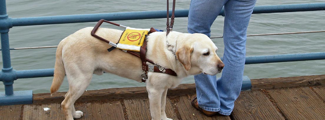 Labrador retriever trabajando como perro guía.