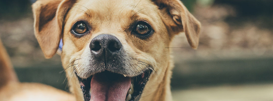 Primer plano de perro con ojos alegres y lengua fuera de la boca